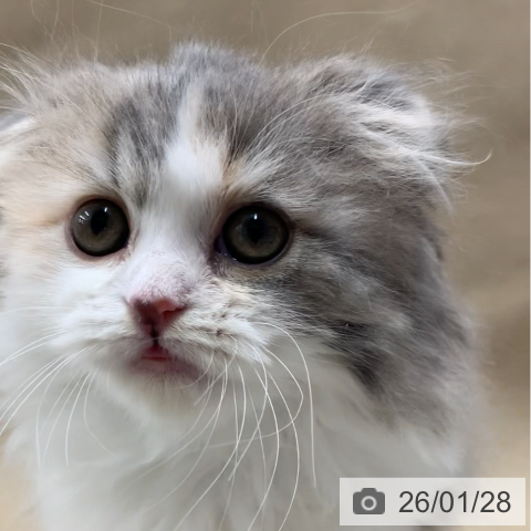 千葉県のスコティッシュフォールド (ペットプラス 幕張新都心店/2025年11月28日生まれ/女の子/ダイリュートキャリコ)の子猫の3枚目の画像