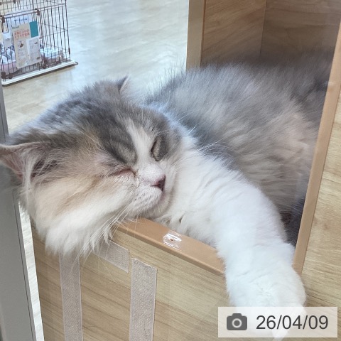 スコティッシュフォールドの写真