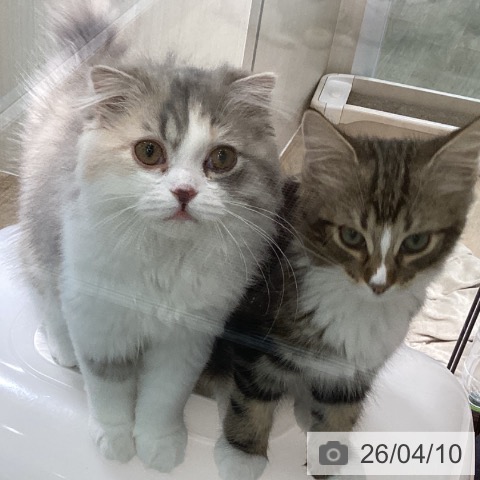 スコティッシュフォールドの写真