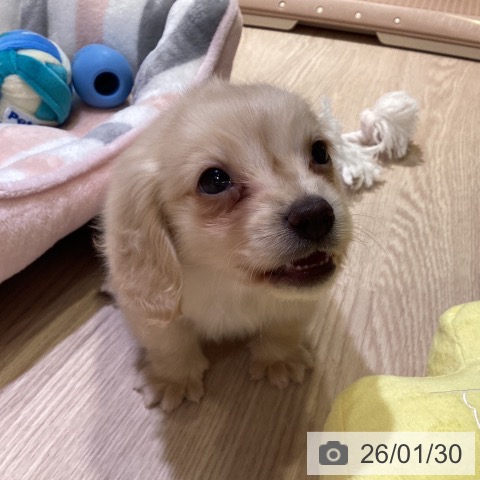 神奈川県のミニチュアダックスフンド(ロング) (ペットプラス 新百合丘店/2025年11月26日生まれ/男の子/イエロー)の子犬の4枚目の画像