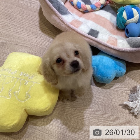 神奈川県のミニチュアダックスフンド(ロング) (ペットプラス 新百合丘店/2025年11月26日生まれ/男の子/イエロー)の子犬の3枚目の画像