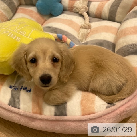 東京都のミニチュアダックスフンド(ロング) (ペットプラス MARK IS 葛飾かなまち店/2025年11月26日生まれ/男の子/イエロー)の子犬の4枚目の画像