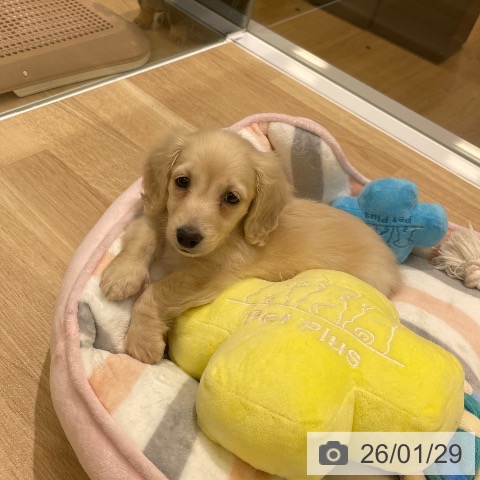 東京都のミニチュアダックスフンド(ロング) (ペットプラス MARK IS 葛飾かなまち店/2025年11月26日生まれ/男の子/イエロー)の子犬の3枚目の画像