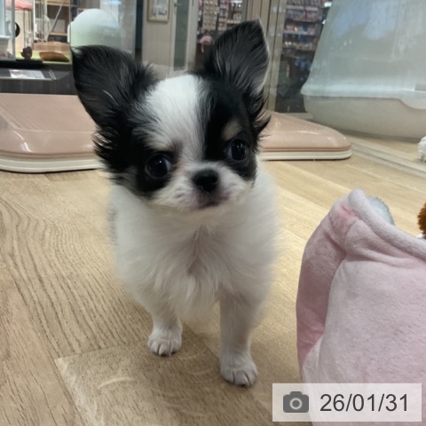 東京都のチワワ(ロング) (ペットプラス アクアシティお台場店/2025年11月29日生まれ/男の子/ホワイトブラックタン)の子犬の3枚目の画像