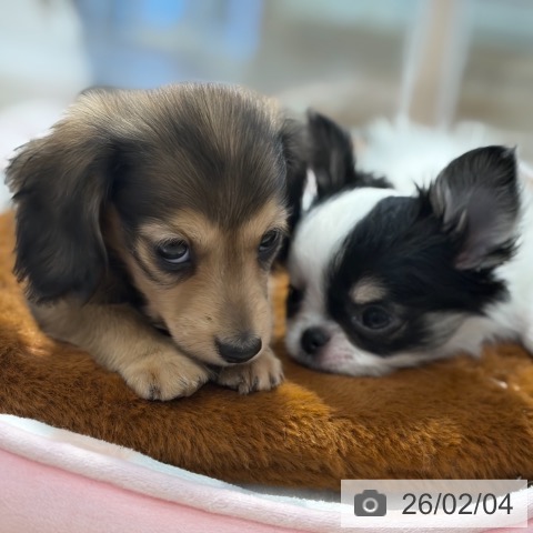 東京都のチワワ(ロング) (ペットプラス アクアシティお台場店/2025年11月29日生まれ/男の子/ホワイトブラックタン)の子犬の4枚目の画像