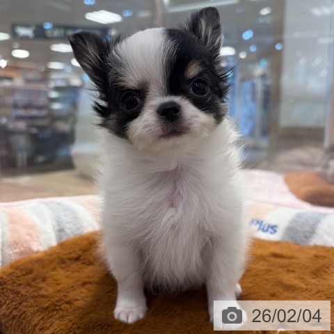 東京都のチワワ(ロング) (ペットプラス アクアシティお台場店/2025年11月29日生まれ/男の子/ホワイトブラックタン)の子犬の3枚目の画像