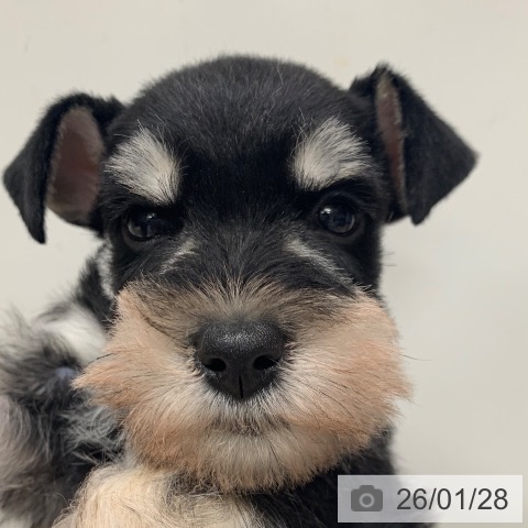 千葉県のミニチュアシュナウザー (ペットプラス 幕張新都心店/2025年11月26日生まれ/男の子/ブラックシルバー)の子犬の3枚目の画像