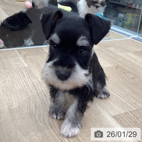 東京都のミニチュアシュナウザー (ペットプラス むさし村山店/2025年11月26日生まれ/女の子/ブラックシルバー)の子犬の4枚目の画像