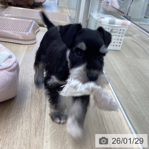 東京都のミニチュアシュナウザー (ペットプラス むさし村山店/2025年11月26日生まれ/女の子/ブラックシルバー)の子犬の3枚目の画像