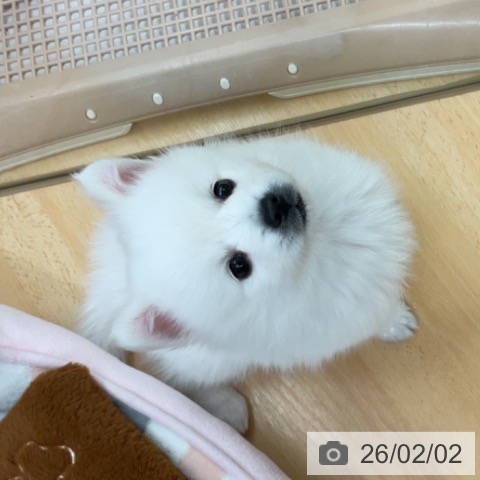 埼玉県の日本スピッツ (ペットプラス 浦和美園店/2025年11月25日生まれ/男の子/ホワイト)の子犬の4枚目の画像