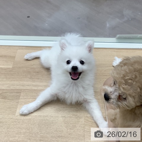 東京都の日本スピッツ (ペットプラス 日の出店/2025年11月25日生まれ/女の子/ホワイト)の子犬の3枚目の画像