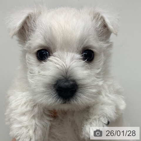 千葉県のウエストハイランドホワイトテリア (ペットプラス 幕張新都心店/2025年11月29日生まれ/女の子/ホワイト)の子犬の3枚目の画像