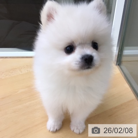 埼玉県のポメラニアン (ペットプラス 浦和美園店/2025年11月29日生まれ/男の子/クリーム)の子犬の4枚目の画像