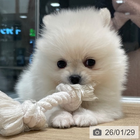 長野県のポメラニアン (ペットプラス 須坂店/2025年11月29日生まれ/女の子/クリーム)の子犬の3枚目の画像