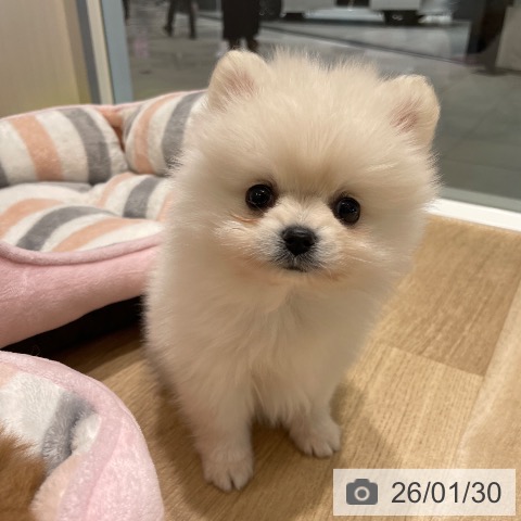 長野県のポメラニアン (ペットプラス 須坂店/2025年11月29日生まれ/女の子/クリーム)の子犬の3枚目の画像