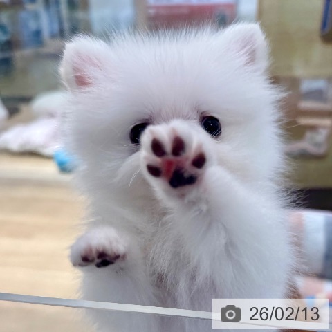 ポメラニアンの写真