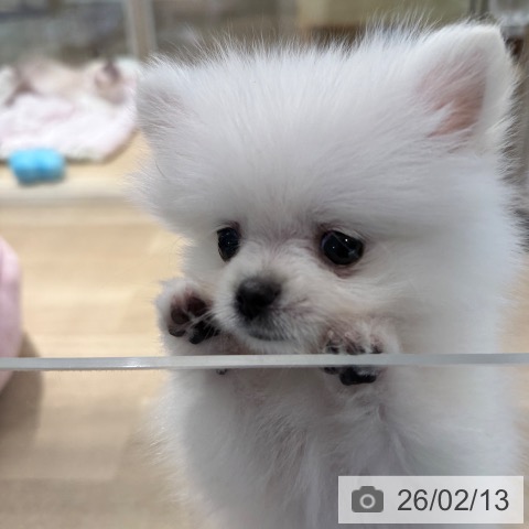 ポメラニアンの写真