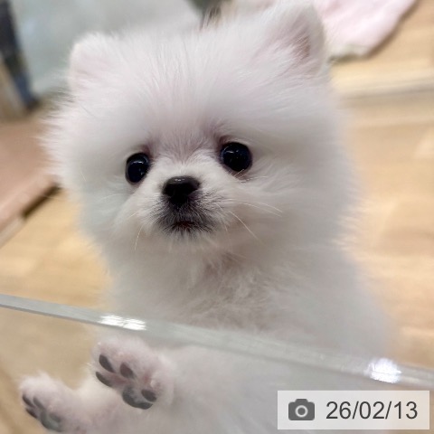 東京都のポメラニアン (ペットプラス アクアシティお台場店/2025年11月22日生まれ/女の子/ホワイト)の子犬の4枚目の画像