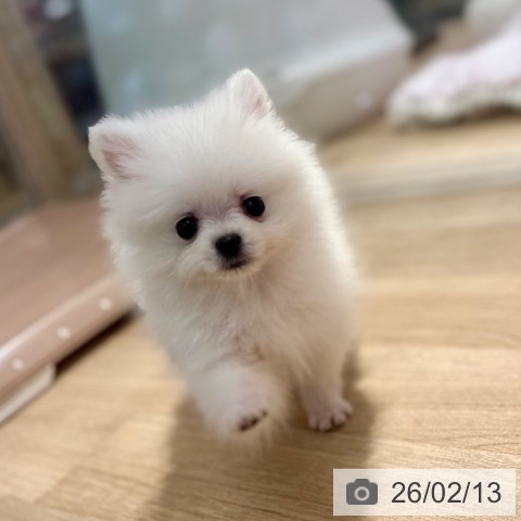 東京都のポメラニアン (ペットプラス アクアシティお台場店/2025年11月22日生まれ/女の子/ホワイト)の子犬の3枚目の画像