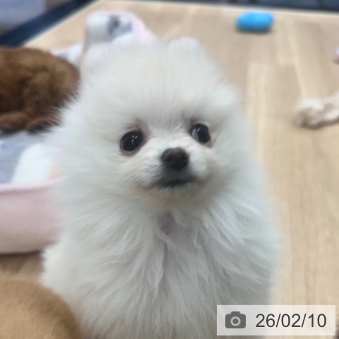 ポメラニアンの写真