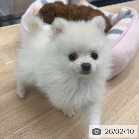 ポメラニアンの写真