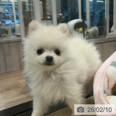 ポメラニアンの写真