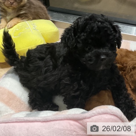 埼玉県のトイプードル(トイ) (ペットプラス コクーンシティ店/2025年11月29日生まれ/男の子/ブラック)の子犬の3枚目の画像