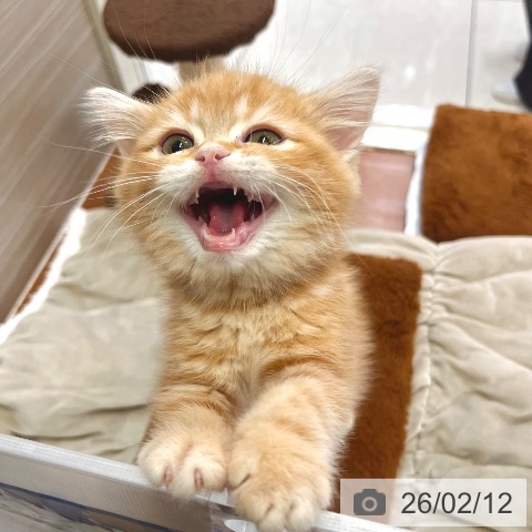 東京都のスコティッシュフォールド (ペットプラス 板橋店/2025年11月29日生まれ/男の子/レッドタビー)の子猫の4枚目の画像