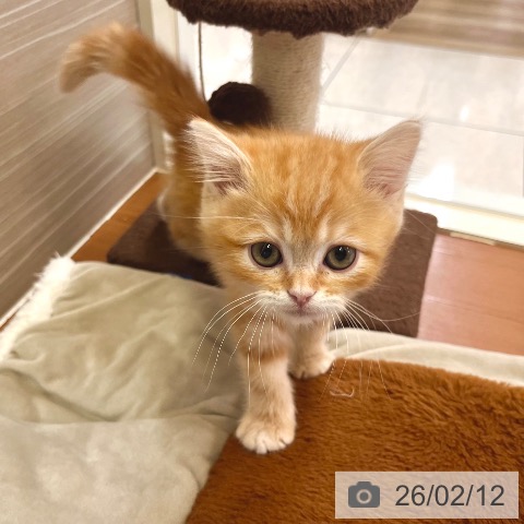東京都のスコティッシュフォールド (ペットプラス 板橋店/2025年11月29日生まれ/男の子/レッドタビー)の子猫の3枚目の画像