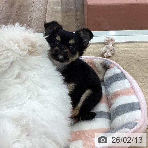 山梨県のチワワ(ロング) (ペットプラス 甲府国母店/2025年11月23日生まれ/女の子/ブラックタンホワイト)の子犬の4枚目の画像