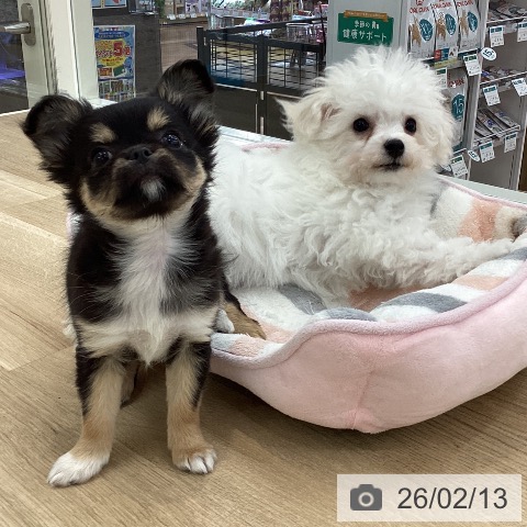 山梨県のチワワ(ロング) (ペットプラス 甲府国母店/2025年11月23日生まれ/女の子/ブラックタンホワイト)の子犬の3枚目の画像