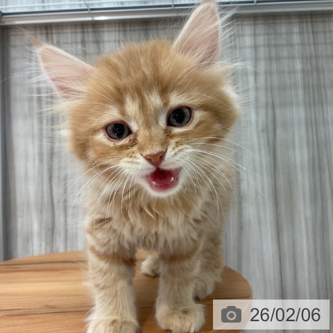 群馬県のサイベリアン (ペットプラス イオンモール太田店/2025年11月30日生まれ/男の子/レッドタビー)の子猫の3枚目の画像