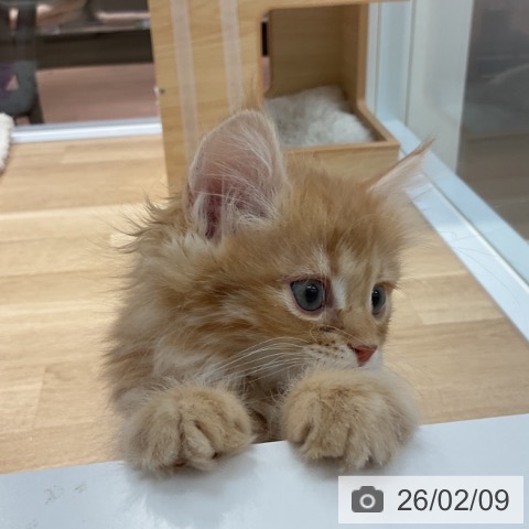 群馬県のサイベリアン (ペットプラス イオンモール太田店/2025年11月30日生まれ/男の子/レッドタビー)の子猫の4枚目の画像