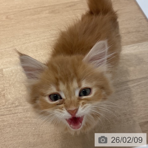 群馬県のサイベリアン (ペットプラス イオンモール太田店/2025年11月30日生まれ/男の子/レッドタビー)の子猫の3枚目の画像