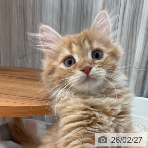 群馬県のサイベリアン (ペットプラス イオンモール太田店/2025年11月30日生まれ/男の子/レッドタビー)の子猫の3枚目の画像