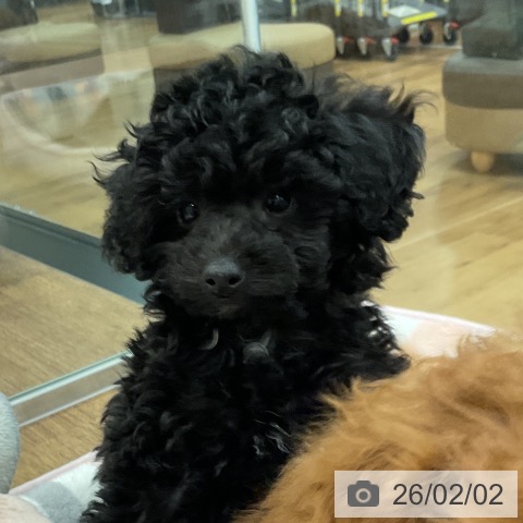 埼玉県のトイプードル(トイ) (ペッツワン 吉川美南店/2025年11月26日生まれ/男の子/ブラック)の子犬の3枚目の画像