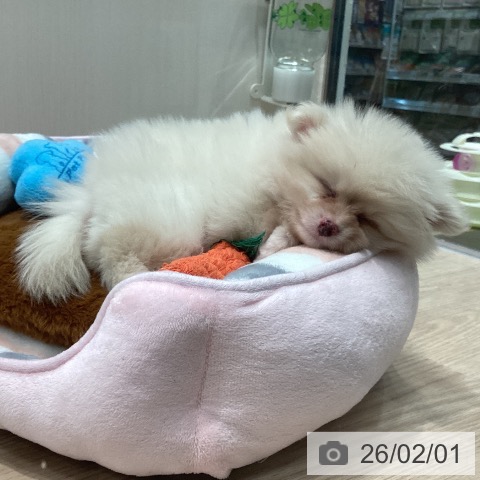 ポメラニアンの写真