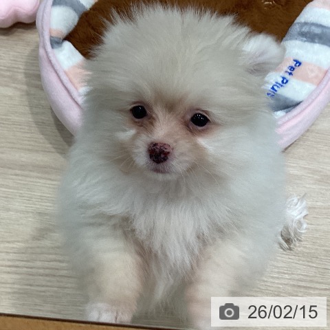 ポメラニアンの写真