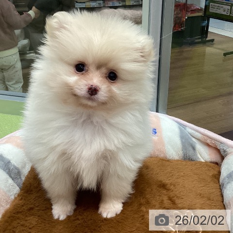 千葉県のポメラニアン (ペットプラス 柏店/2025年11月30日生まれ/男の子/クリーム)の子犬の3枚目の画像
