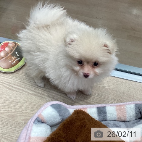 千葉県のポメラニアン (ペットプラス 柏店/2025年11月30日生まれ/男の子/クリーム)の子犬の4枚目の画像