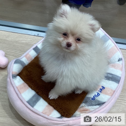 千葉県のポメラニアン (ペットプラス 柏店/2025年11月30日生まれ/男の子/クリーム)の子犬の3枚目の画像