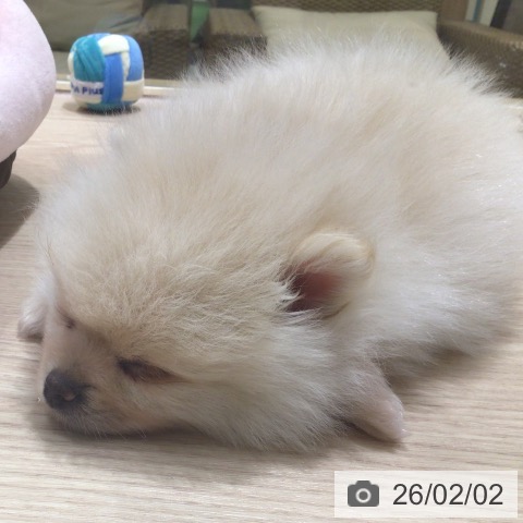 神奈川県のポメラニアン (ペットプラス 川崎ルフロン店/2025年12月1日生まれ/男の子/クリーム)の子犬の4枚目の画像