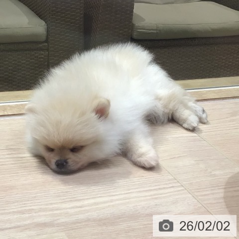 神奈川県のポメラニアン (ペットプラス 川崎ルフロン店/2025年12月1日生まれ/男の子/クリーム)の子犬の3枚目の画像