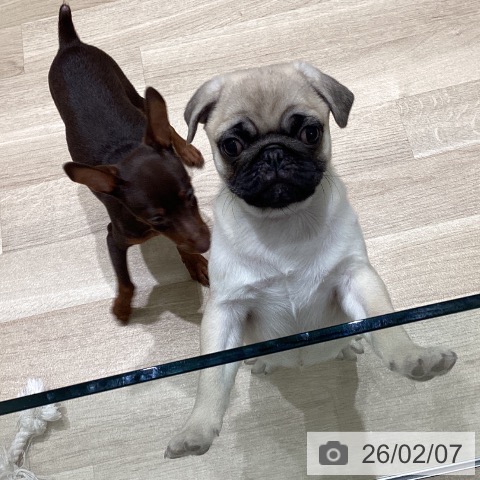 東京都のパグ (ペットプラス 立川高島屋S.C.店/2025年11月29日生まれ/男の子/フォーン)の子犬の4枚目の画像