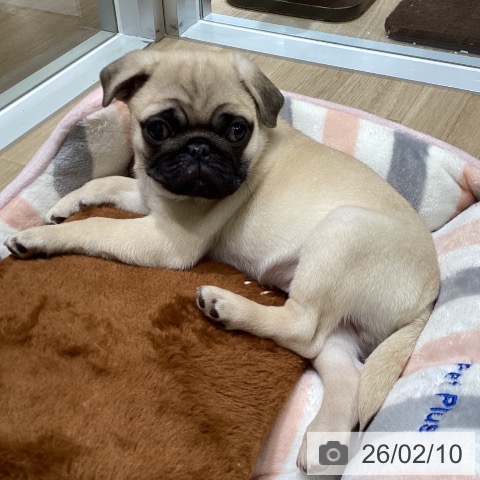 東京都のパグ (ペットプラス 立川高島屋S.C.店/2025年11月29日生まれ/男の子/フォーン)の子犬の4枚目の画像