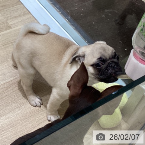 東京都のパグ (ペットプラス 立川高島屋S.C.店/2025年11月29日生まれ/男の子/フォーン)の子犬の3枚目の画像