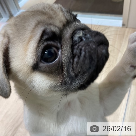 東京都のパグ (ペットプラス 立川高島屋S.C.店/2025年11月29日生まれ/男の子/フォーン)の子犬の4枚目の画像