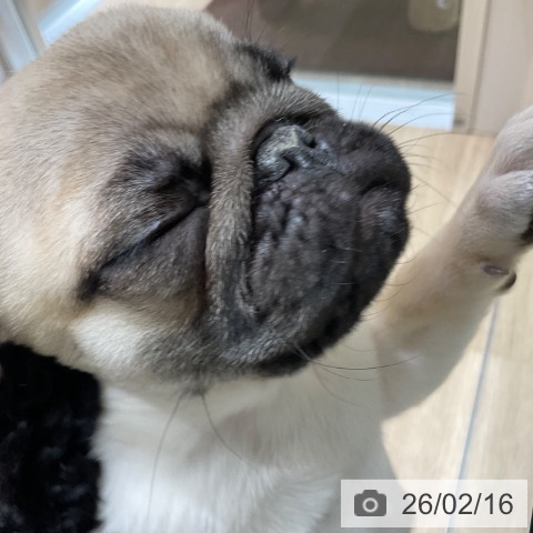 東京都のパグ (ペットプラス 立川高島屋S.C.店/2025年11月29日生まれ/男の子/フォーン)の子犬の3枚目の画像