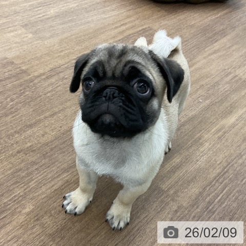 千葉県のパグ (ペッツワン 千葉ニュータウン店/2025年11月29日生まれ/男の子/フォーン)の子犬の3枚目の画像