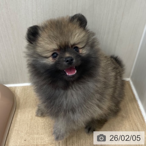 神奈川県のポメラニアン (ペットプラス テラスモール湘南店/2025年12月1日生まれ/女の子/クリームセーブル)の子犬の4枚目の画像